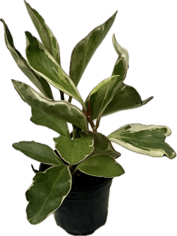 4" Peperomia Obtusifolia