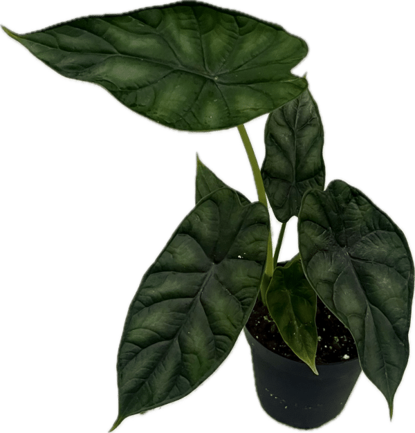 4" Alocasia Dragon Scale