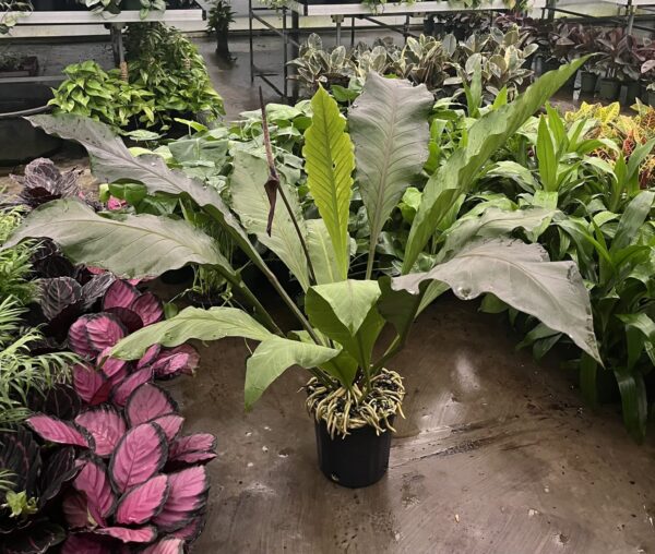 8" Anthurium Big Red Bird