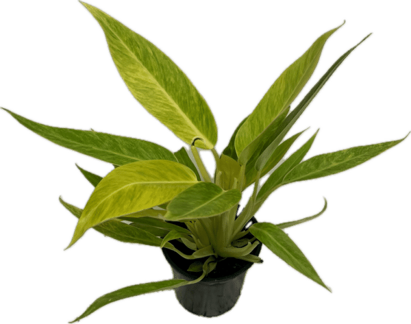 4" Philodendron Calkins Gold