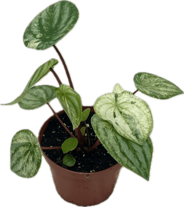 4" Peperomia Gold Dust