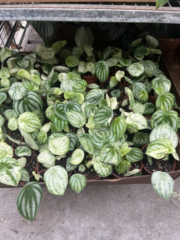 4" Peperomia Gold Dust - Image 2
