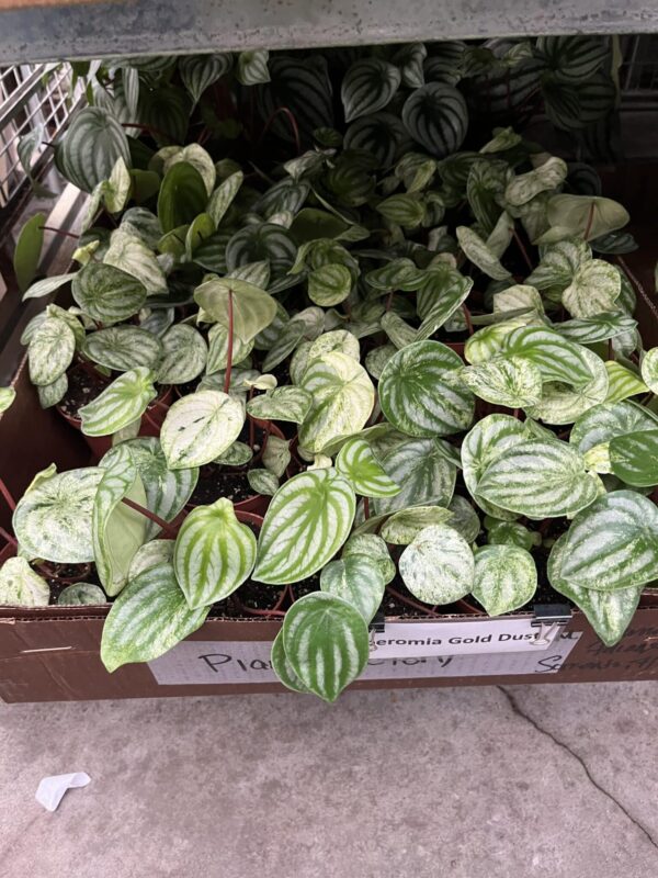 4" Peperomia Gold Dust - Image 3