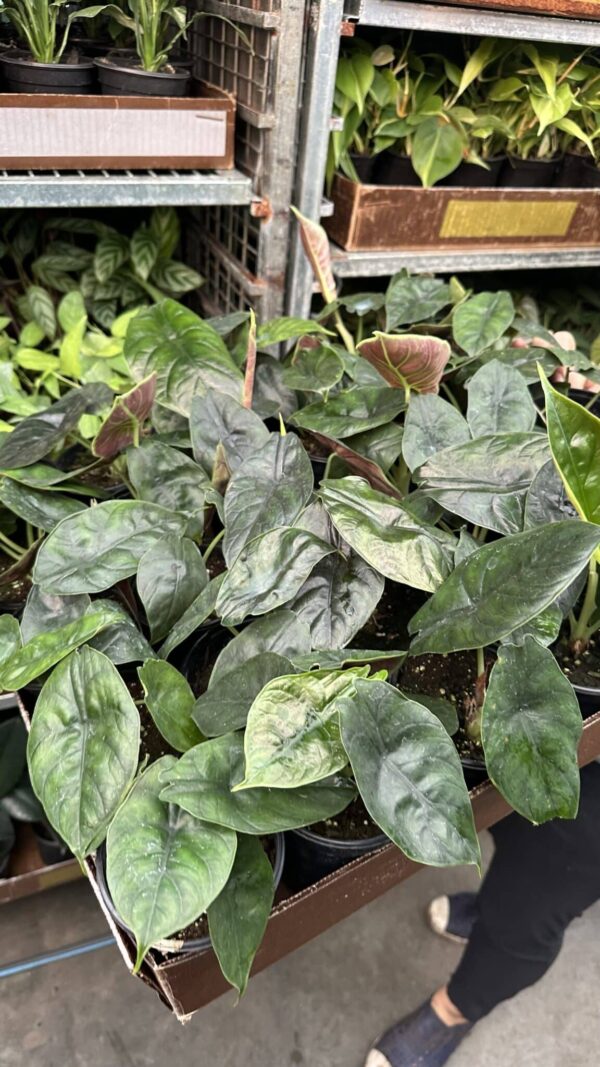 4" Alocasia Green Unicorn - Image 2
