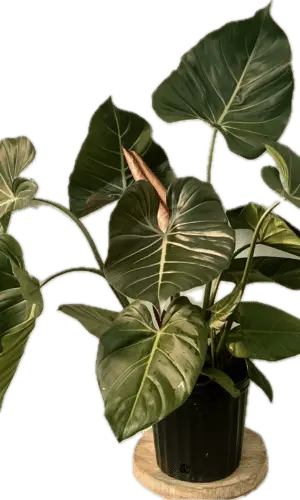 8” Philodendron Summer Glory