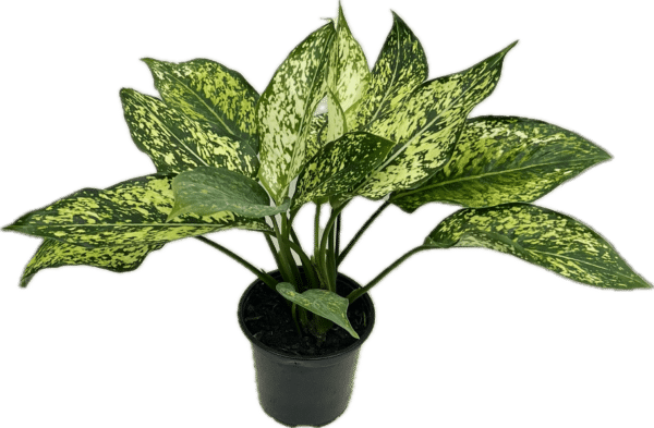 4" Aglaonema Wintry Winehouse - Image 2
