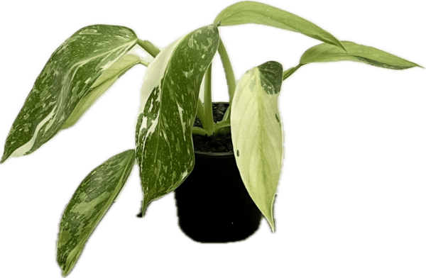 4" Philodendron Jose Bueno Variegated