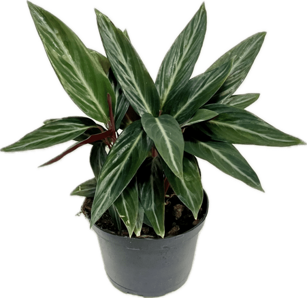 6" Calathea Sanguinea