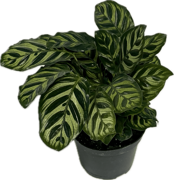 6" Calathea Makoyana