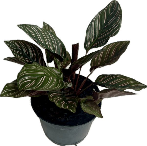 6" Calathea Ornata