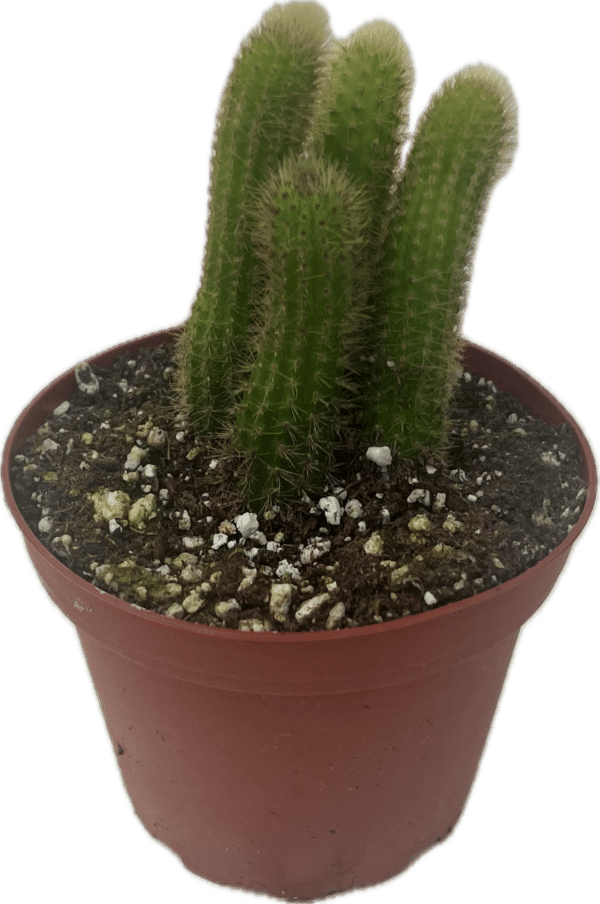 4” Cactus Monkey Tail