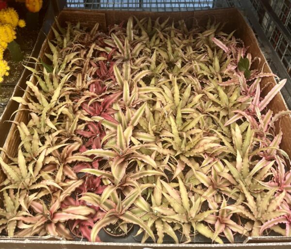 2" Cryptanthus