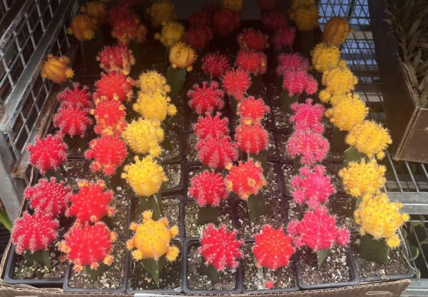 3" Cactus Grafted - Image 2