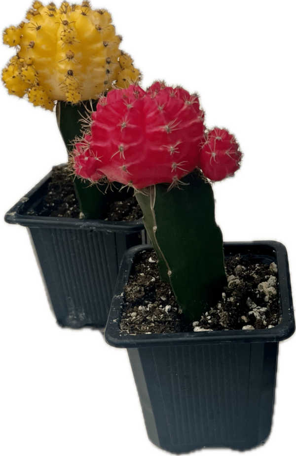 3" Cactus Grafted