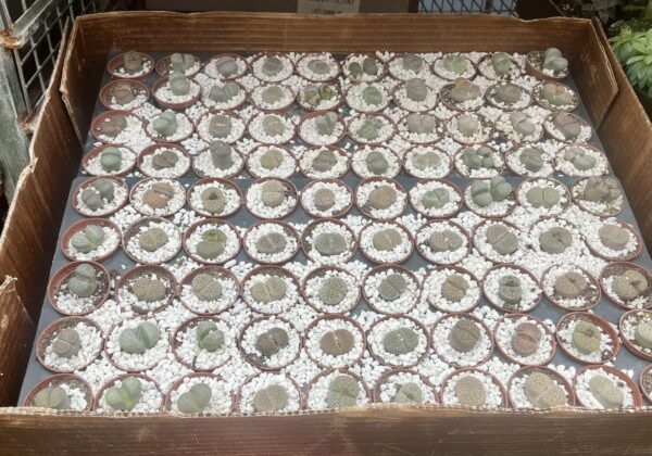2” Succulent Lithops - Image 3