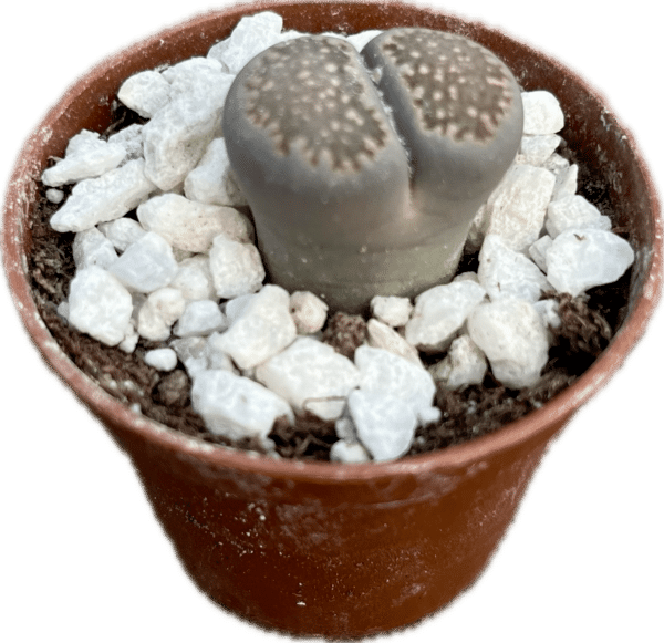 2” Succulent Lithops - Image 2