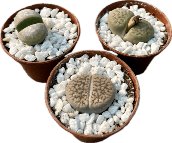 2” Succulent Lithops