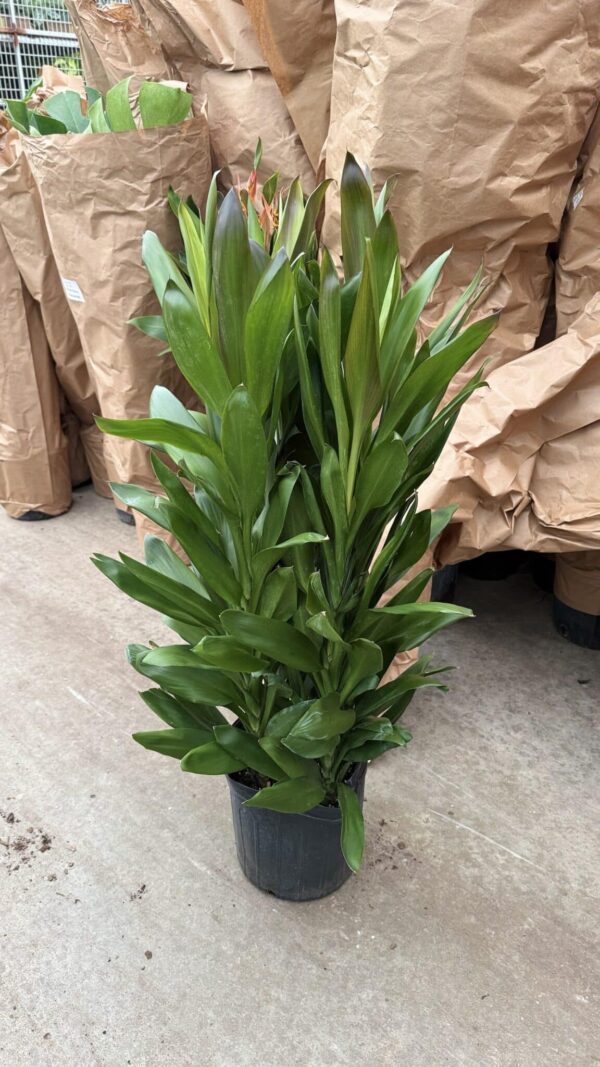 10" Glauca