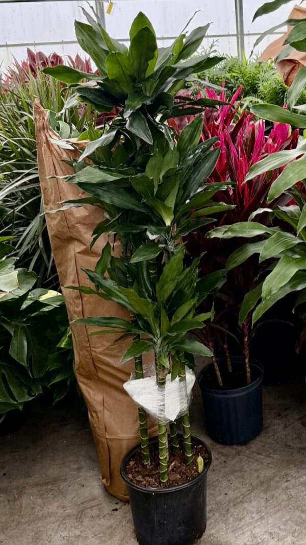 10" Janet Craig Lind Cane 5ppp