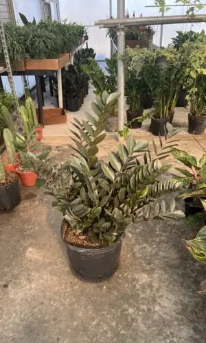14" ZZ Plant Black