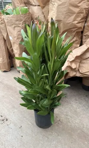 10" Glauca