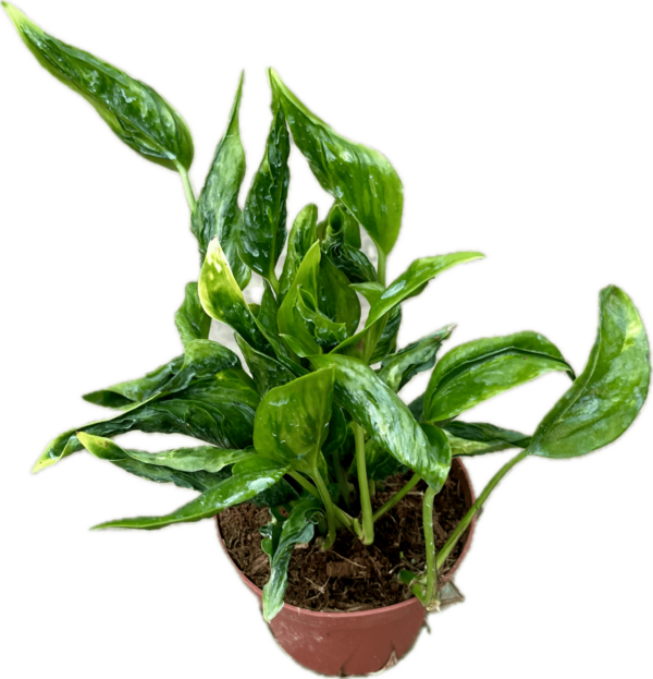 4" Epipremnum Shangri-la