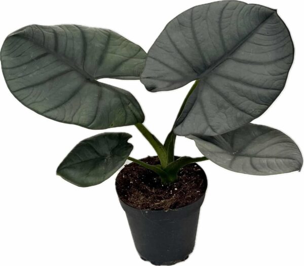 4" Alocasia Reginae