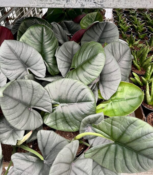 4" Alocasia Reginae - Image 2