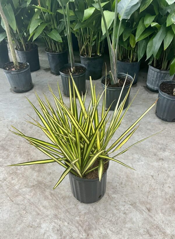 8" Margi Tips