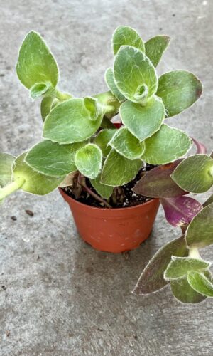 4" Fuzzy Wandering Jew