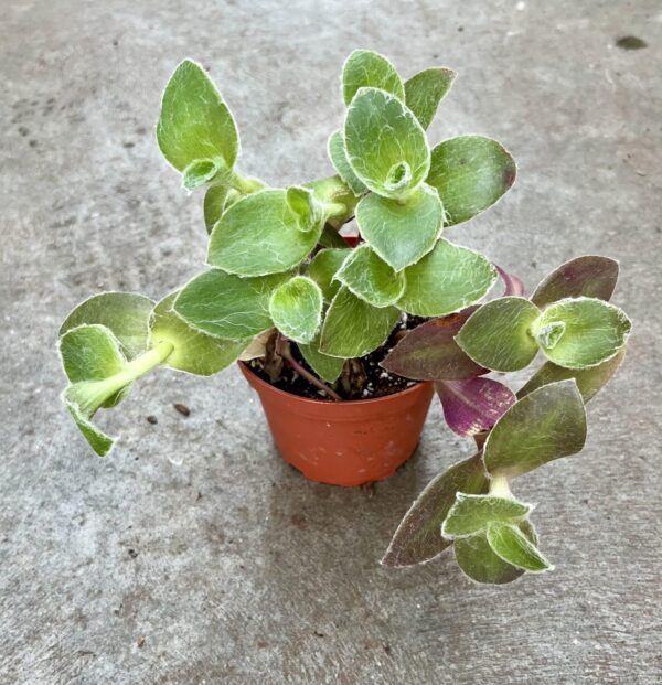 4" Fuzzy Wandering Jew