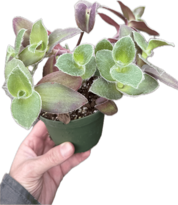4" Fuzzy Wandering Jew - Image 2