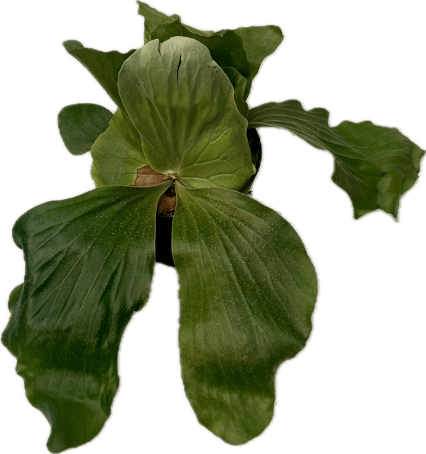 6" Fern Elephantotis - Image 2