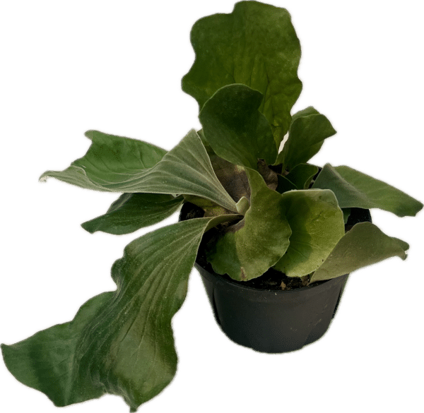 6" Fern Elephantotis