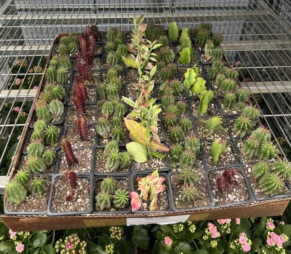 3" Euphorbia Trigona Asst - Image 2