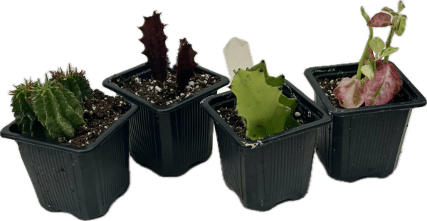3" Euphorbia Trigona Asst