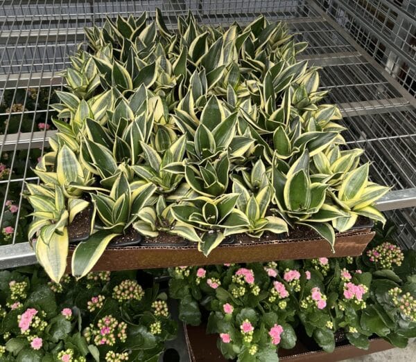 3" Sansevieria Hahnii - Image 2