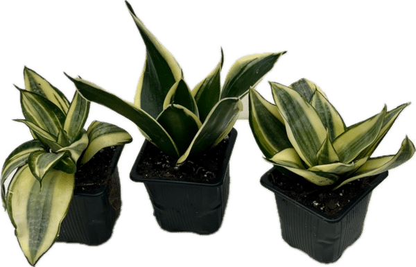 3" Sansevieria Hahnii