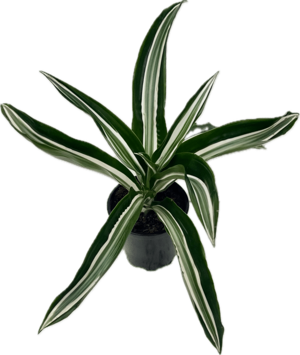 4" Dracaena Jade Jewel