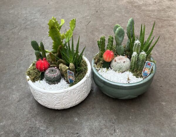 10" Cacti Garden