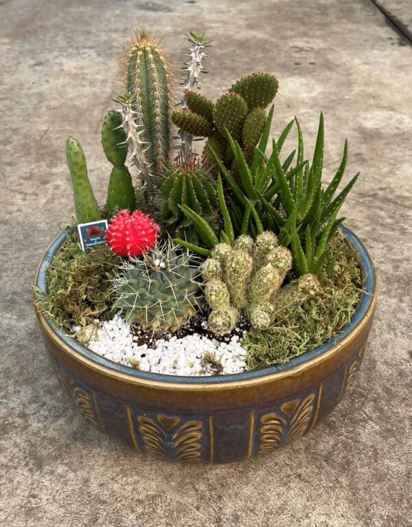 12" Cacti Garden