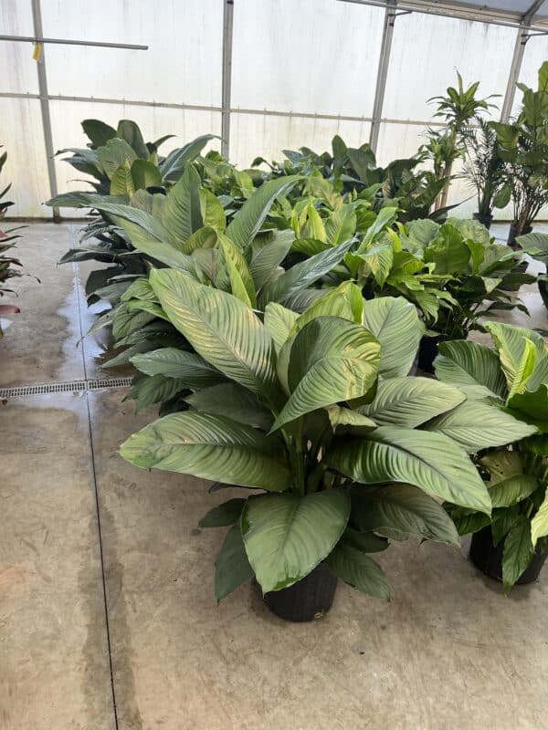 10" Spath Sensation