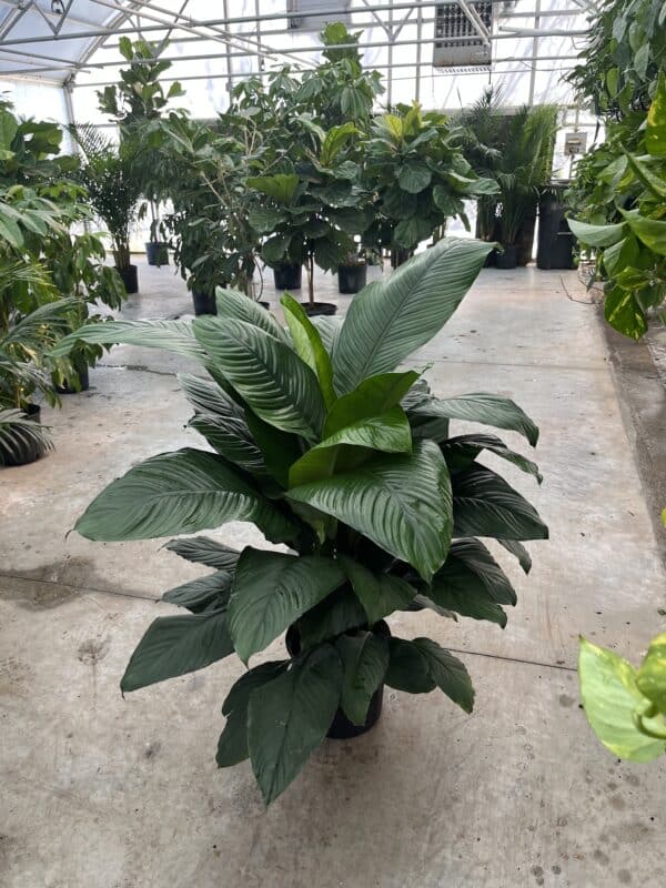 10" Spath Sensation - Image 2
