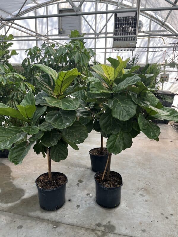14" Fiddle Fig (Tree) - Image 2