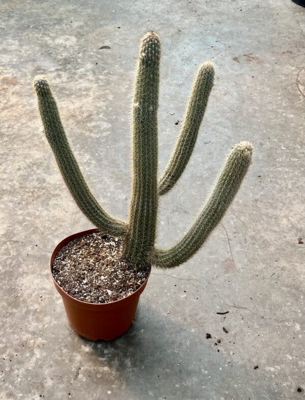 10" Blue Cactus w/ Arms
