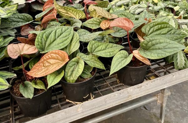 6" Anthurium Radicans X Luxurians - Image 2