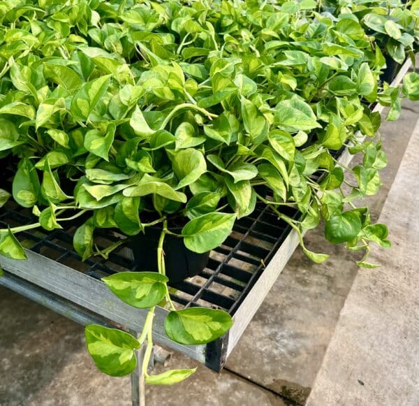 6" Pothos Global Green Tub - Image 2