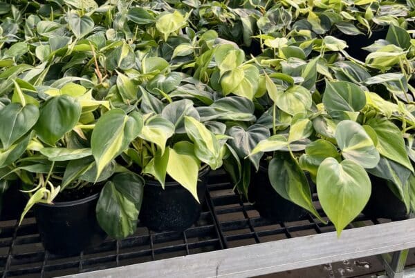 6" Philodendron Brazil Tub - Image 3
