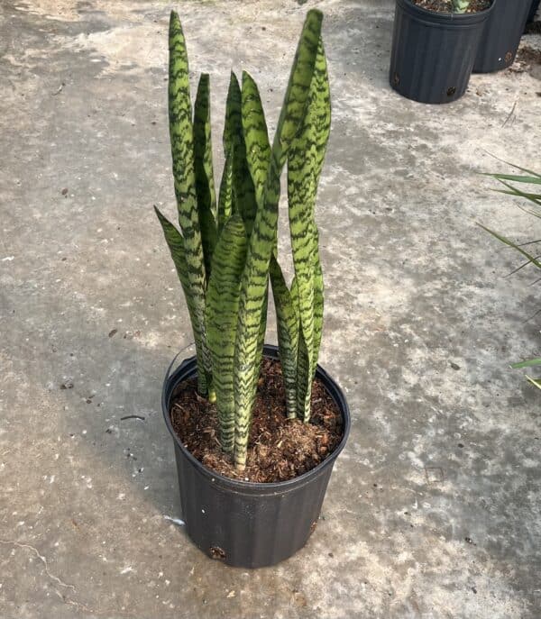 8" Sansevieria Wintergreen