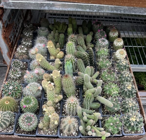 3" Cactus - Image 2
